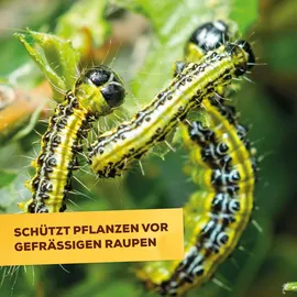 Solabiol Zünsler- & Raupenfrei Insektizid 15 ml