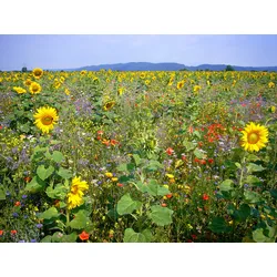 Blühende Landschaft