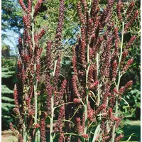 Pflanzen-für-dich.de Veratrum nigrum p 1