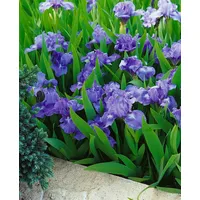 Pflanzen Für Dich Iris x barb.-nana 'Pepita' ca. 9x9