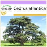 Saflax - Nordafrikanische Atlas Zeder - 20 Samen - Cedrus atlantica