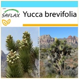 Saflax - Joshua Tree - 10 Samen - Mit Geschenkbox, Versandaufkleber, Geschenkkarte und Anzuchtsubstrat