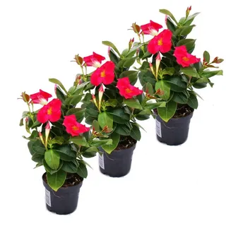 Exotenherz Beetpflanze Dipladenia - Chilenischer Jasmin - 3 Pflanze - rosa blühend