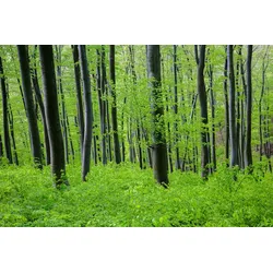 Fototapete PAPERMOON "Wald", bunt, B:5,00m L:2,80m, Vlies, Tapeten