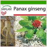 SAFLAX - Koreanischer Ginseng - Panax ginseng