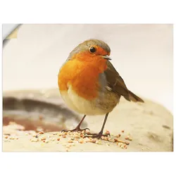 Artland Wandbild »Rotkehlchen«, Vögel, (1 St.), als Leinwandbild, Wandaufkleber in verschied. Größen Artland Farbe Bild(er): braun