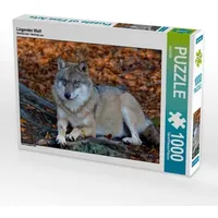 Calvendo Liegender Wolf (Puzzle)