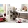 KitchenAid Artisan 5KSM175 Fresh Linen inkl. Paket 2