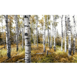 KOMAR Vliestapete »Colorful Aspenwoods«, Breite 450 cm, seidenmatt - bunt