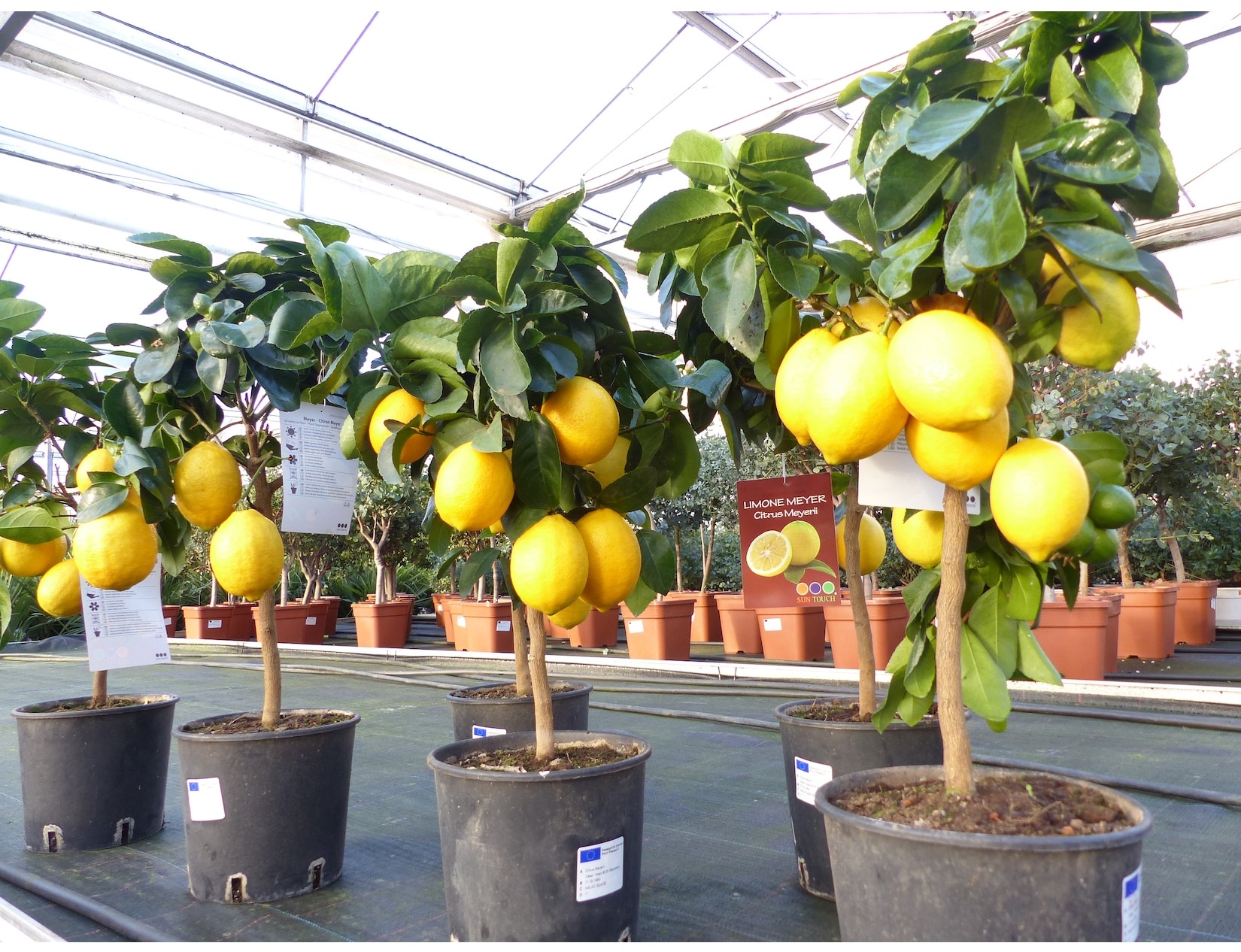 beste Sorte: Meyer Meyerii Zitrone echter Zitronenbaum 70 - 80 cm Citrus Limon Zitruspflanze