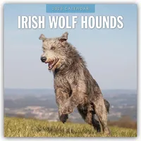 Browntrout Verlags GmbH Irish Wolfhounds - Irischer Wolfshund 2026