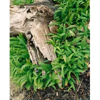 Pflanzen Für Dich Blechnum penna-marina, Zwergfarn, ca. 9x9 cm