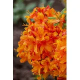 pflanzen-für-dich.de – Sommergrüne Azalee 'klondyke' Rhododendron Lut.'klondyke' C 5 40- 50