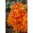 pflanzen-für-dich.de – Sommergrüne Azalee 'klondyke' Rhododendron Lut.'klondyke' C 5 40- 50