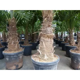 gruenwaren jakubik XL Stämme Palme winterhart 140-180 cm Trachycarpus fortunei, Hanfpalme,