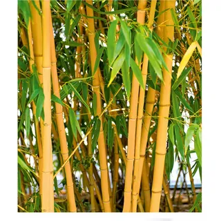 BALDUR Garten Goldener Peking Bambus, 1 Pflanze, | Besonders winterharten Sorten (bis -25° C) | Phyllostachys aureosulcata aureocaulis winterhart und immergrün golden gefurchte Bambuspflanze
