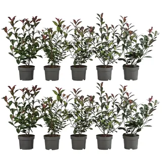 Dehner 2-3 Meter Purpur-Glanzmispel Carre Rouge, 10 x ca. 20-35 cm, Dunkelrot, Grün
