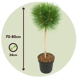 Plant in a Box Pinus Summer Breeze Höhe 70-80cm