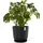Ecopots Blumentopf ECOPOTS "Oslo 55 + Wassersystem Dunkelgrau", grau (dunkelgrau), B:55cm H:48,5cm T:55cm Ø:52,3cm, Kunststoff, Pflanzgefäße, für innen und außen: frostsicher, bruchsicher und lichtbeständig