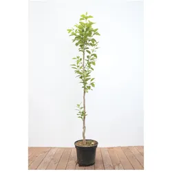 Diospyros kaki 'Vaniglia', Kaki Kakipflaume, 125–150 cm