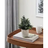 EGLO Kunstpflanze Buxbaum Chitose im Topf grün 23 x 18 cm