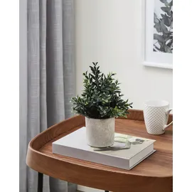 EGLO Kunstpflanze Buxbaum Chitose im Topf grün 23 x 18 cm