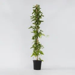 Plant in a Box - Passionsblume - Passiflora x violacea 'Victoria' - Höhe 110-120cm - Topf 17cm