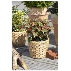 Houttuynia cordata 'Chameleon', buntes Laub, ca. 9x9 cm Topf