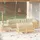 vidaXL Garten-Lounge-Set 8-tlg. creme Massivholz Kiefer