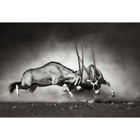 wall-art Vliestapete »Tiere Afrika Antilopen Duell«, made in Berlin, schwarz