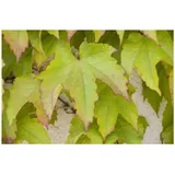 Pflanzen Für Dich Parthenocissus tricuspidata 'Green Spring', Wilder Wein, 60–100 cm