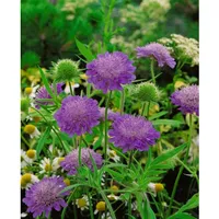 Pflanzen Für Dich Knautia macedonica 'Melton Pastels', Skabiose, bunt,