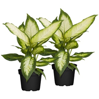 Dieffenbachie - Dieffenbachia Maculata Mix, Höhe 40-50 cm, Ø17 cm Topf, 2er Set