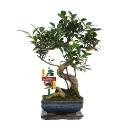EXOTENHERZ Bonsai Chinesischer Feigenbaum Ficus retusa ca. 6 Jahre