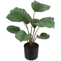 Aplanta Künstliche Calathea - Silvina | 45 cm,