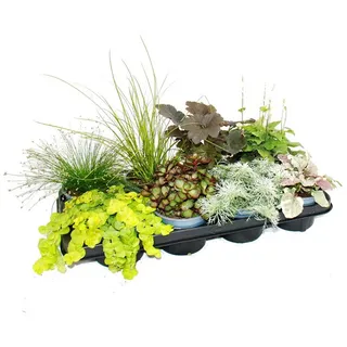 Exotenherz Beetpflanze Bunte Herbst-Stauden Mischung Herbstzauber 8 winterharte Stauden