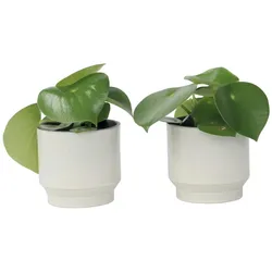 Plant in a Box Raindrop Peperomia - Peperomia Polybotrya 2er Set Höhe 20-30cm