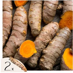 Plant in a Box - Kurkuma - 2 Stk. - Curcuma Longa - Rhizome