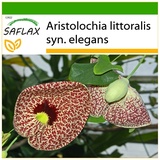 Saflax - Gespensterpflanze - 80 Samen - Mit keimfreiem Anzuchtsubstrat - Aristolochia littoralis