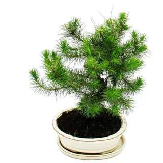 EXOTENHERZ Bonsai Pinus Halepensis Aleppo-Kiefer ca. 9 Jahre Alt