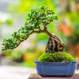 H&D Manufaktur Jinfa 2 glasierte Keramik Bonsai Töpfe mit Entwässerungslöchern – 2 Drainagegitter | Blau