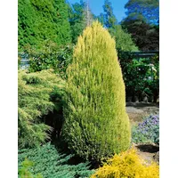 Pflanzen Für Dich Chamaecyparis lawsoniana 'Erecta Aurea' 30-40 cm