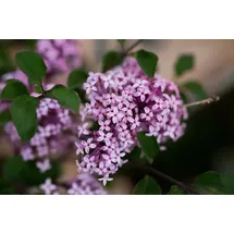 PlantaPro Syringa meyeri 'Red Pixie' 40–60 cm – Winterhart, Mehrjährig, Pflegeleicht – Zwergflieder – Zierstrauch für Garten & Kübel
