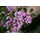PlantaPro Syringa meyeri 'Red Pixie' 40–60 cm – Winterhart, Mehrjährig, Pflegeleicht – Zwergflieder – Zierstrauch für Garten & Kübel