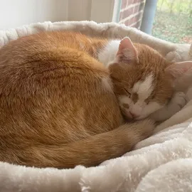 Nobby Zada 145 cm creme