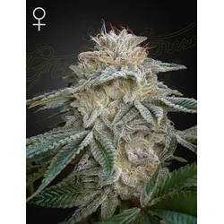 GHSC Super Lemon Haze x GMO Fem. 3St.