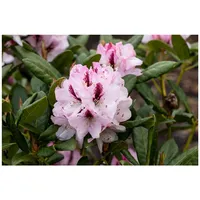 Pflanzen Für Dich Rhododendron Hybr. 'Herbstfreude', Rhododendron, 30–40 cm