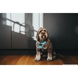 Hunter Divo Hundegeschirr hellblau/grau S-M