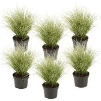 Plant in a Box - Neuseeland-Segge - 6 Stk
