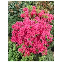 Pflanzen Für Dich Rhododendron obtusum 'Änne', Azalee, rosa Blüten,
